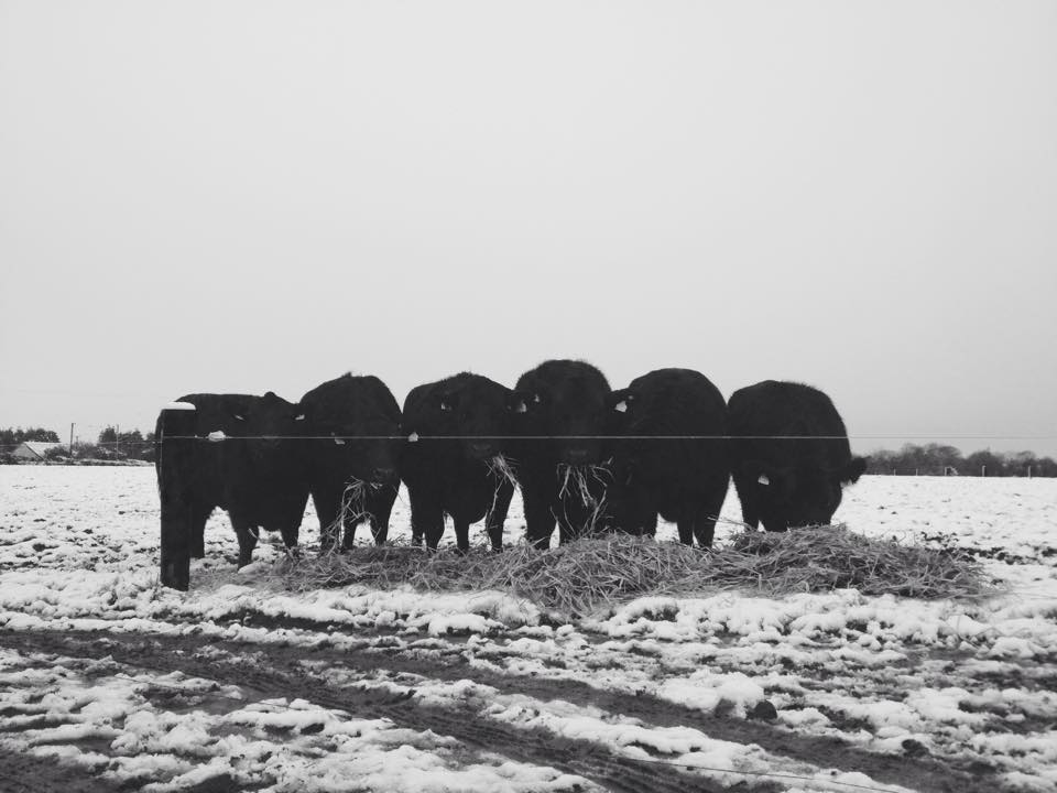 Heifers In Snow at Lemonfield