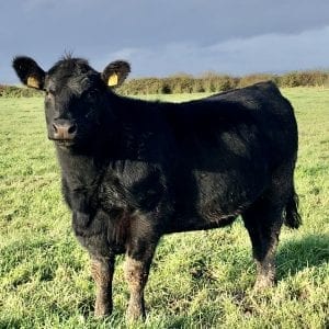 Top Quality Angus Heifers For Sale