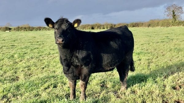 Top Quality Angus Heifers For Sale