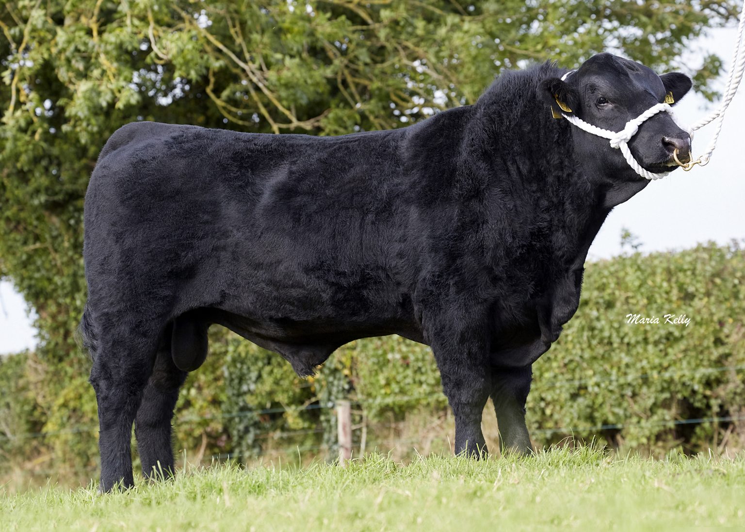 Ai Sires | Lemonfield Irish Angus Herd